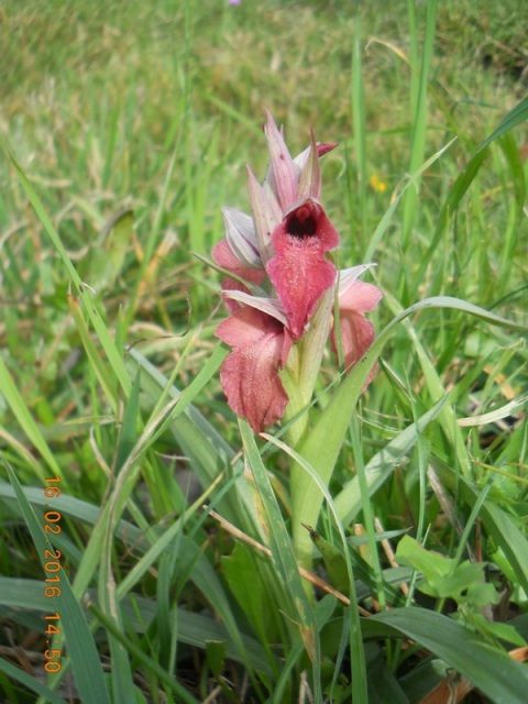 Serapias neglecta : precocissime!